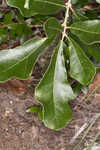 Boynton sand post oak